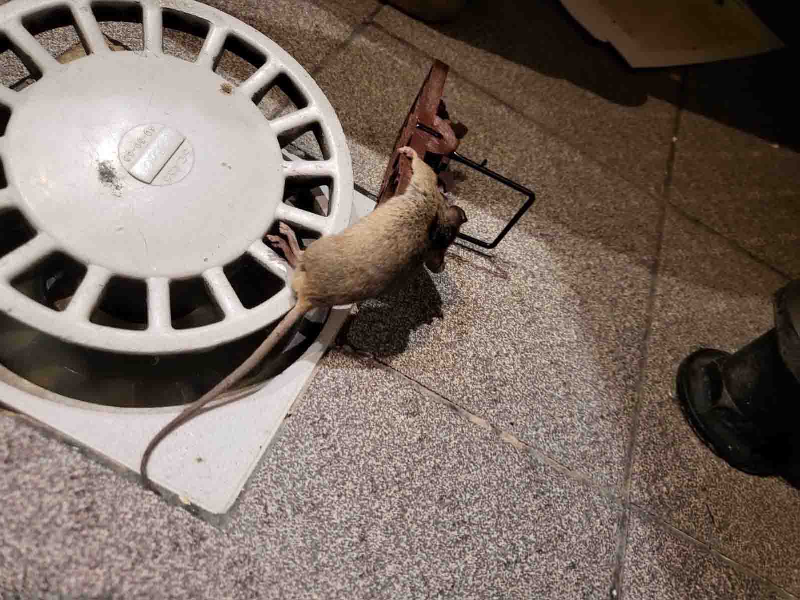 Lot de 2 Tapette à rat Souris Mulots - Piège à Rats Rongeurs