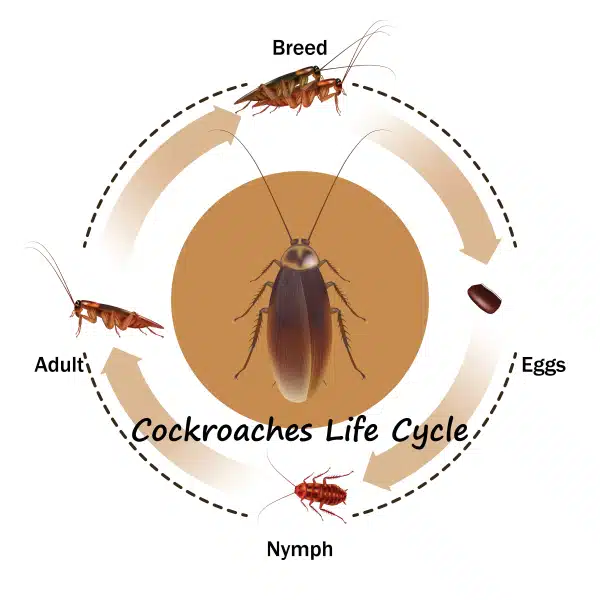 cycle de vie blattes et cafards