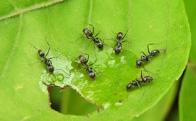fourmis dans un jardin