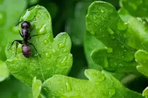 Les fourmis sont elles nuisibles au potager ?