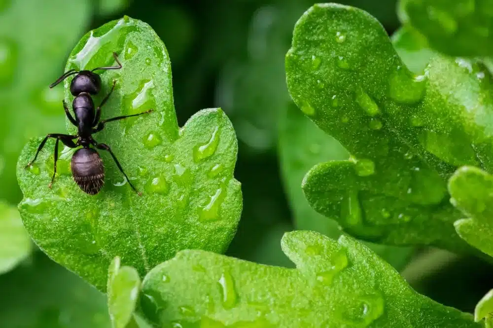 Les fourmis sont elles nuisibles au potager ?