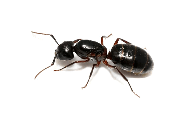 fourmis charpentière