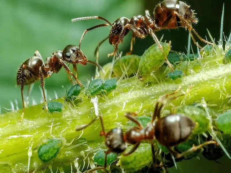 fourmis et pucerons